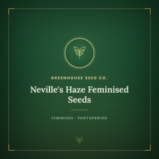 Neville's Haze Feminised Seeds