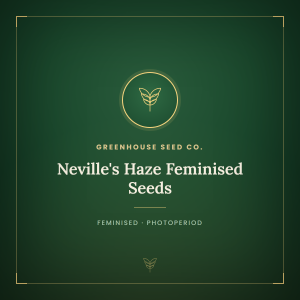 Neville's Haze Feminised Seeds Neville's Haze Feminised Seeds