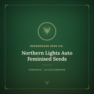 Northern Lights Auto Feminised Seeds Northern Lights Auto Feminised Seeds