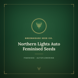 Northern Lights Auto Feminised Seeds Northern Lights Auto Feminised Seeds