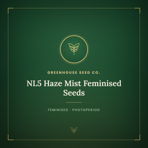 NL5 Haze Mist Feminised Seeds NL5 Haze Mist Feminised Seeds