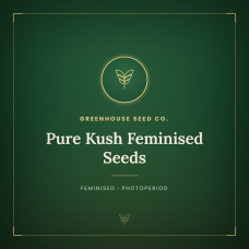 Pure Kush Feminised Seeds