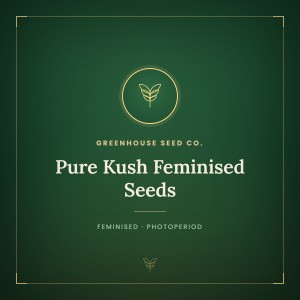 Pure Kush Feminised Seeds