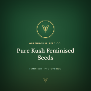 Pure Kush Feminised Seeds Pure Kush Feminised Seeds