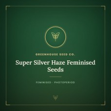 Super Silver Haze Feminised Seeds