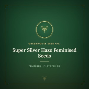 Super Silver Haze Feminised Seeds