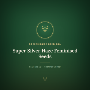 Super Silver Haze Feminised Seeds Super Silver Haze Feminised Seeds