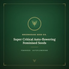 Super Critical Auto-flowering Feminised Seeds Super Critical Auto-flowering Feminised Seeds