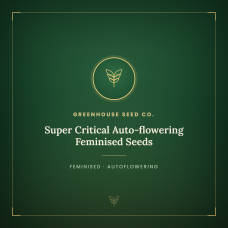 Super Critical Auto-flowering Feminised Seeds