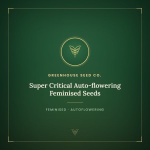 Super Critical Auto-flowering Feminised Seeds Super Critical Auto-flowering Feminised Seeds