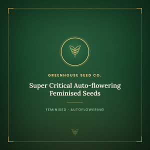 Super Critical Auto-flowering Feminised Seeds Super Critical Auto-flowering Feminised Seeds