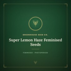 Super Lemon Haze Feminised Seeds Super Lemon Haze Feminised Seeds