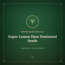 Super Lemon Haze Feminised Seeds
