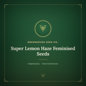 Super Lemon Haze Feminised Seeds Super Lemon Haze Feminised Seeds