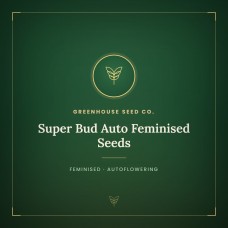 Super Bud Auto Feminised Seeds Super Bud Auto Feminised Seeds