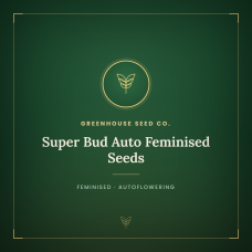 Super Bud Auto Feminised Seeds