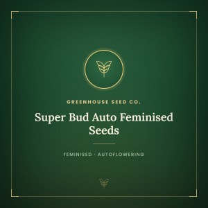 Super Bud Auto Feminised Seeds Super Bud Auto Feminised Seeds