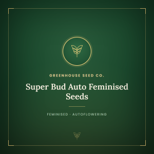 Super Bud Auto Feminised Seeds Super Bud Auto Feminised Seeds