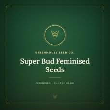Super Bud Feminised Seeds