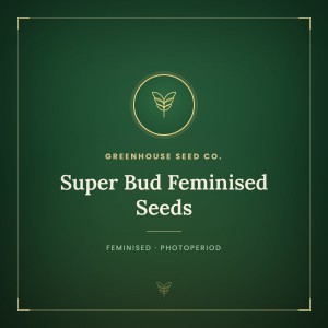 Super Bud Feminised Seeds