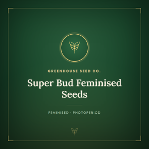 Super Bud Feminised Seeds Super Bud Feminised Seeds