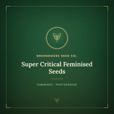 Super Critical Feminised Seeds Super Critical Feminised Seeds