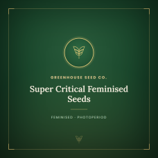 Super Critical Feminised Seeds