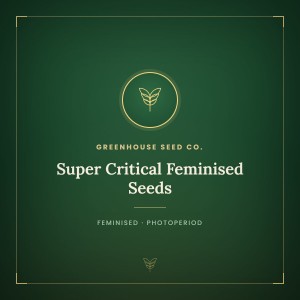 Super Critical Feminised Seeds Super Critical Feminised Seeds