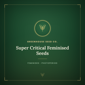 Super Critical Feminised Seeds Super Critical Feminised Seeds