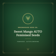 Sweet Mango AUTO Feminised Seeds Sweet Mango AUTO Feminised Seeds