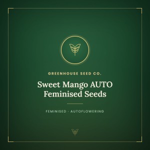 Sweet Mango AUTO Feminised Seeds
