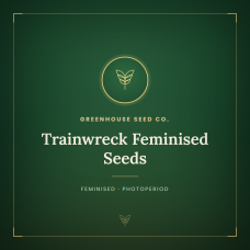 Trainwreck Feminised Seeds