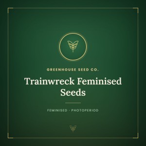 Trainwreck Feminised Seeds