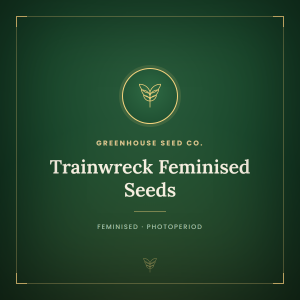 Trainwreck Feminised Seeds