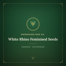 White Rhino Feminised Seeds
