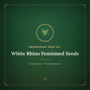 White Rhino Feminised Seeds White Rhino Feminised Seeds