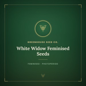 White Widow Feminised Seeds White Widow Feminised Seeds