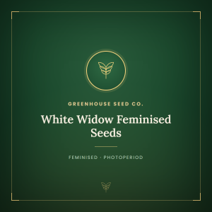 White Widow Feminised Seeds White Widow Feminised Seeds