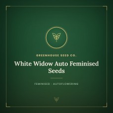 White Widow Auto Feminised Seeds White Widow Auto Feminised Seeds