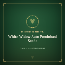 White Widow Auto Feminised Seeds