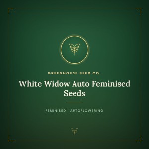 White Widow Auto Feminised Seeds White Widow Auto Feminised Seeds