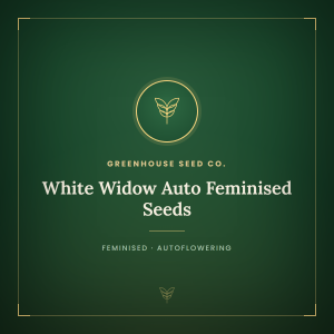 White Widow Auto Feminised Seeds