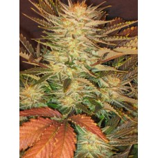 Ice Cream Feminised Seeds Ice Cream Feminised Seeds