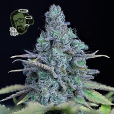 Jack Herer Feminised Seeds Jack Herer Feminised Seeds