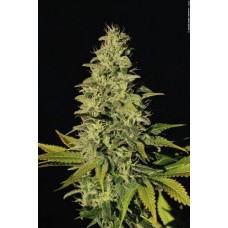 Jacky White Feminised Seeds Jacky White Feminised Seeds