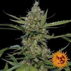 Laughing Buddha Feminised Seeds Laughing Buddha Feminised Seeds