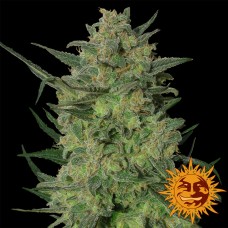 LSD Feminised Seeds LSD Feminised Seeds