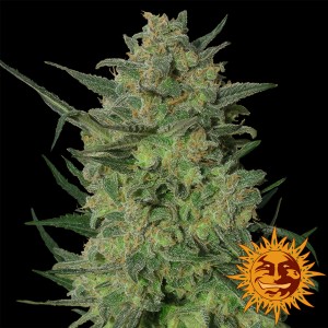 LSD Feminised Seeds LSD Feminised Seeds