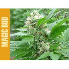 Magic Bud Feminised Seeds Magic Bud Feminised Seeds