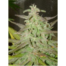 Maroc Feminised Seeds Maroc Feminised Seeds